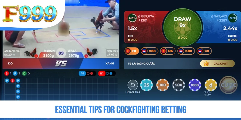 Essential tips for cockfighting betting