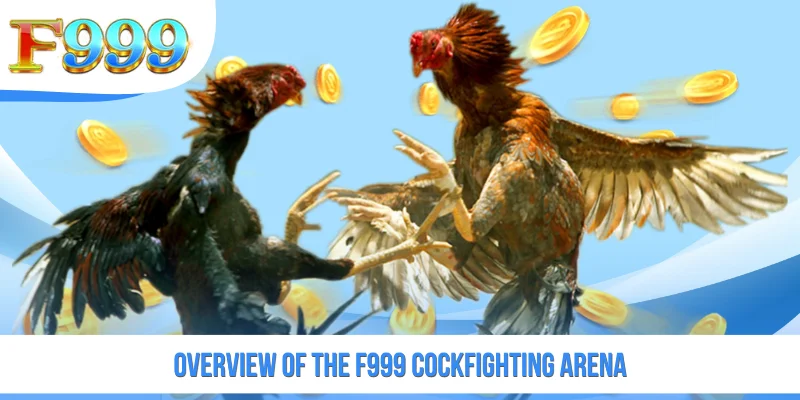 Overview of the F999 cockfighting arena